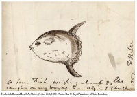 Sunfish from Lee's travels