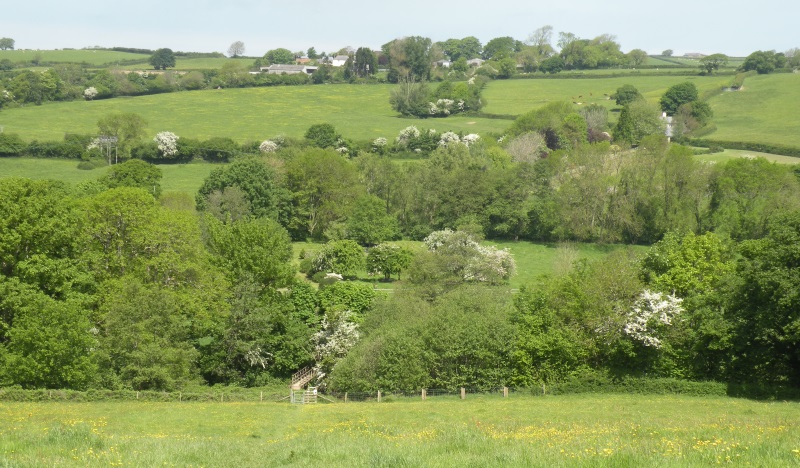 Buttercups and May Blossom in Manning's Pit