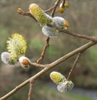 Pussy Willow catkins