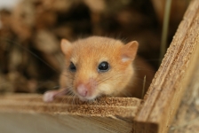 dormouse