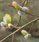 Pussy willow