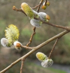 Pussy willow