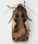 Setaceous Hebrew Character