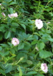 wild roses