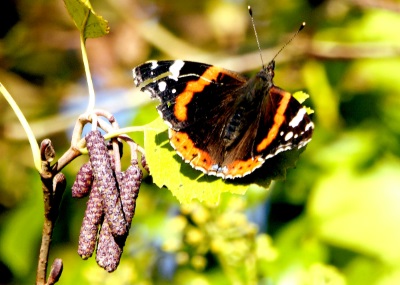 Butterfly in Manning's Pit