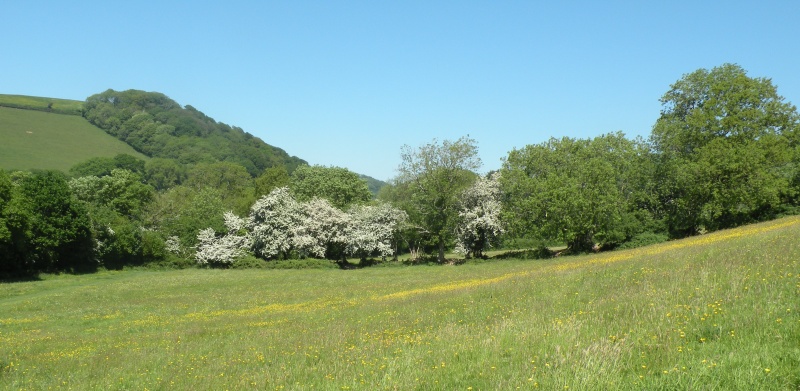 Buttercups and
        May blossom, Manning's Pit