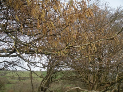 Catkins in Manning's Pit
