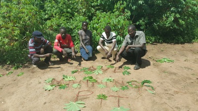 Message in cassava leaves from Uganda