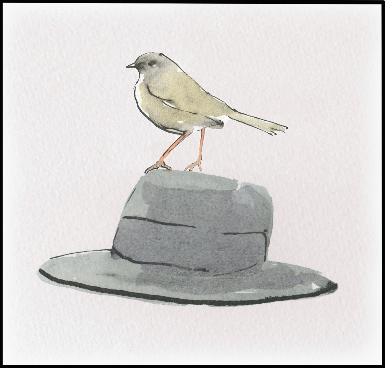 Hedge-sparrow on top of Saki's hat, by
                          Tim Saunders